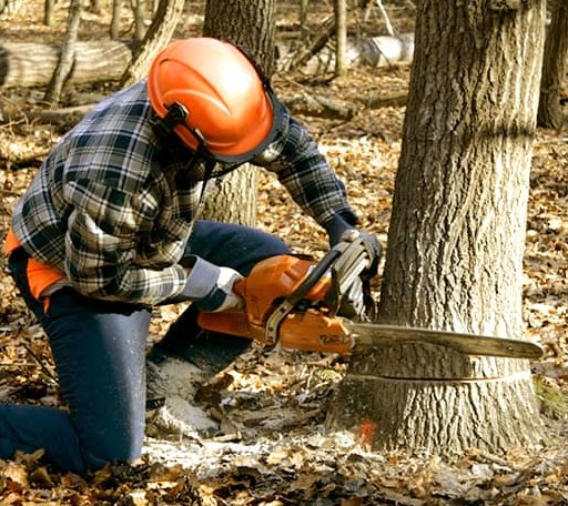 Tree Removal in Friendship, ME